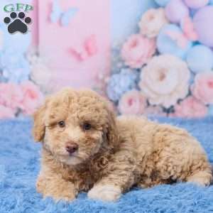 Sally, Mini Aussiedoodle Puppy